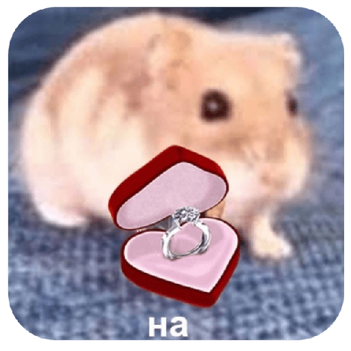 Hammy 11