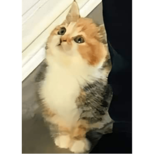 Gatitos y algunos perros 27