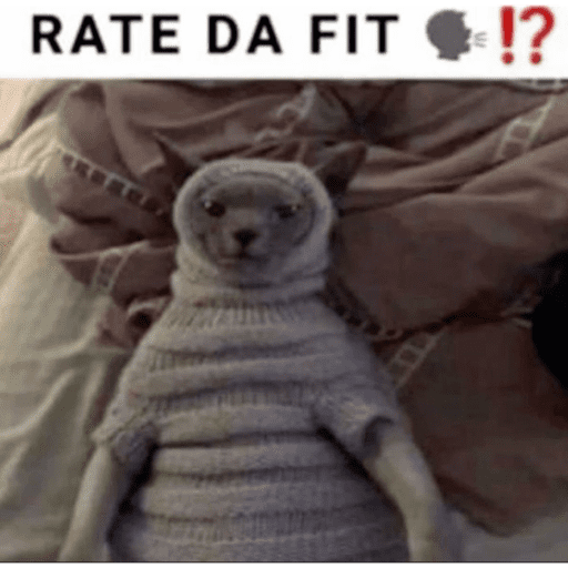 Silly cat memes 12