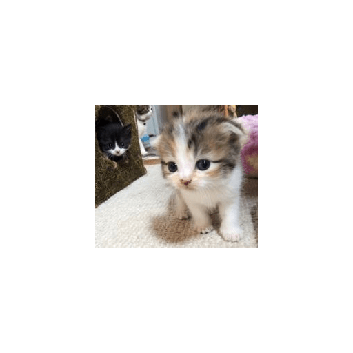 Random cat 1 10