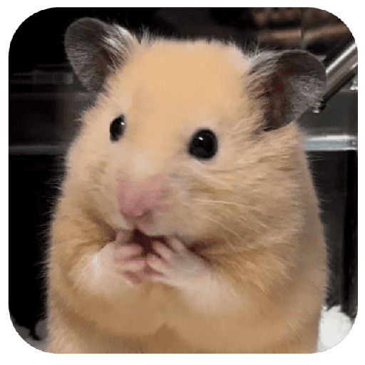 Hammy 4