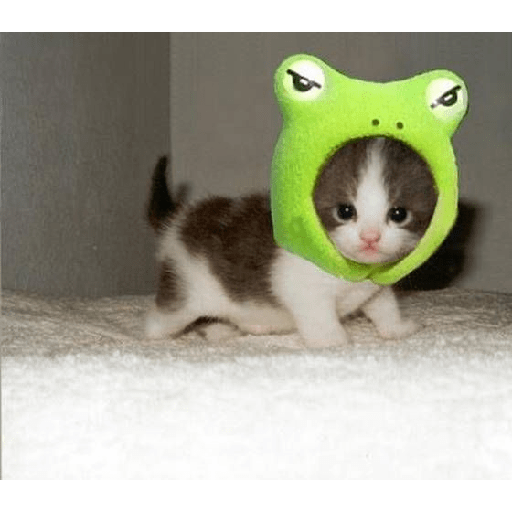 Random cat 1 27
