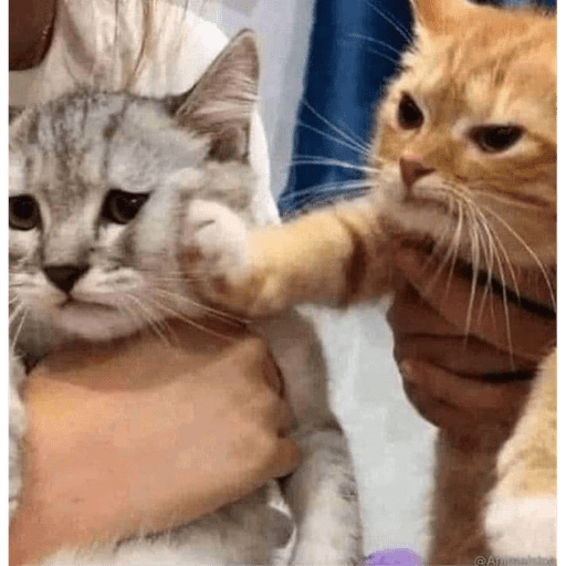 Gatitos y algunos perros 21