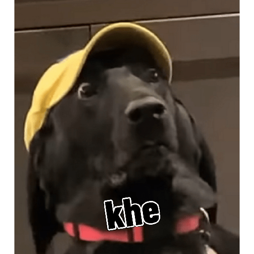Perritos graciosos 🤙 1