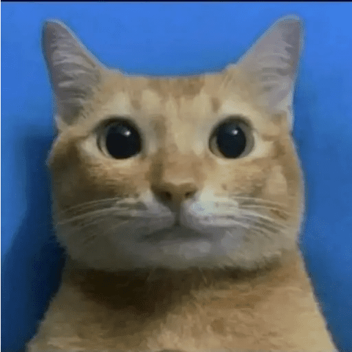 GATOS RANDOM - PARTE 17 15