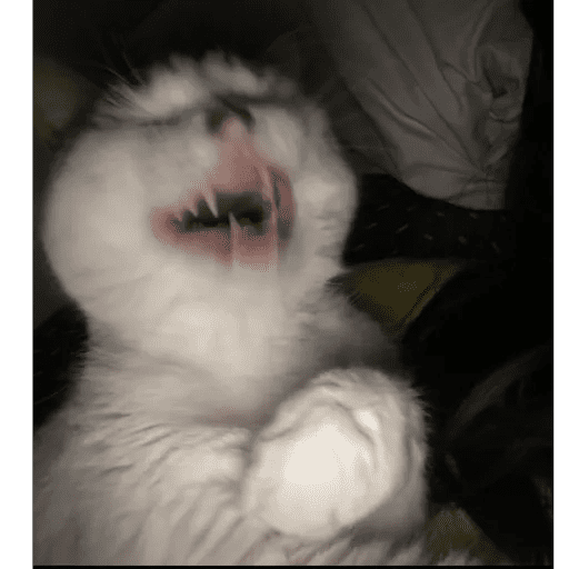 GATOS RANDOM - PARTE 17 16