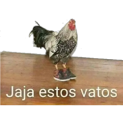 Animales 30