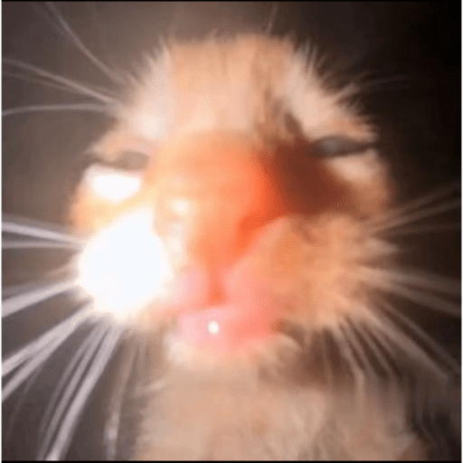 MEOW | gatos 1