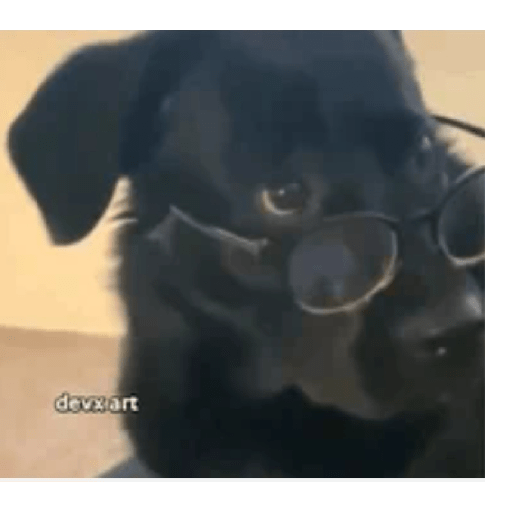 Animais  2