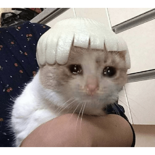 Kucing sad 7
