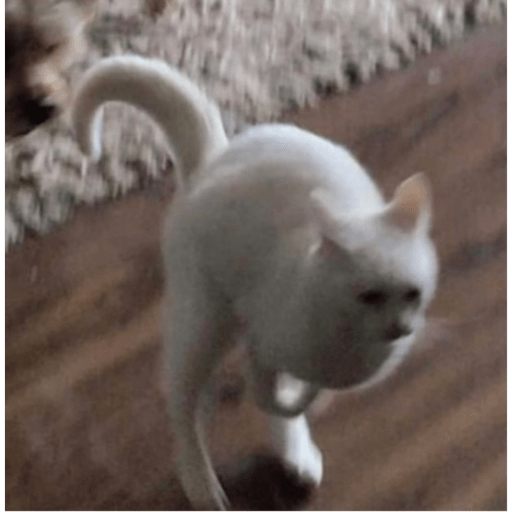 Gatitos y algunos perros 28