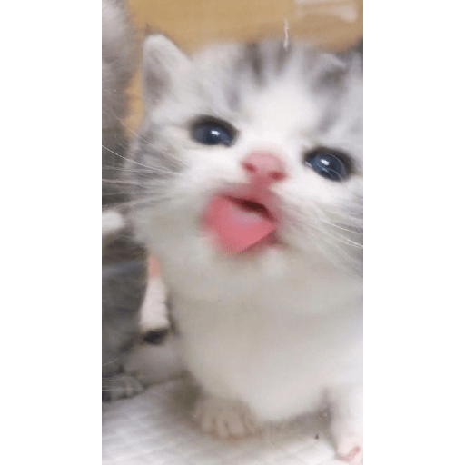 Random cat 1 11
