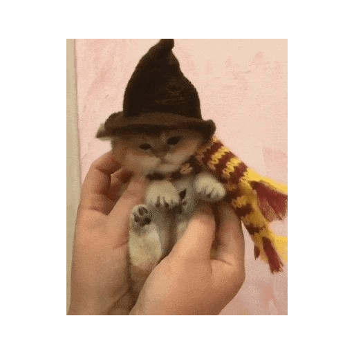 Random cat 1 29