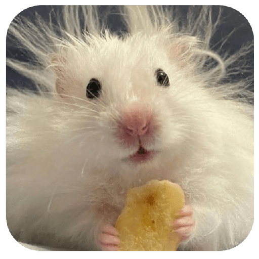 Hammy 8
