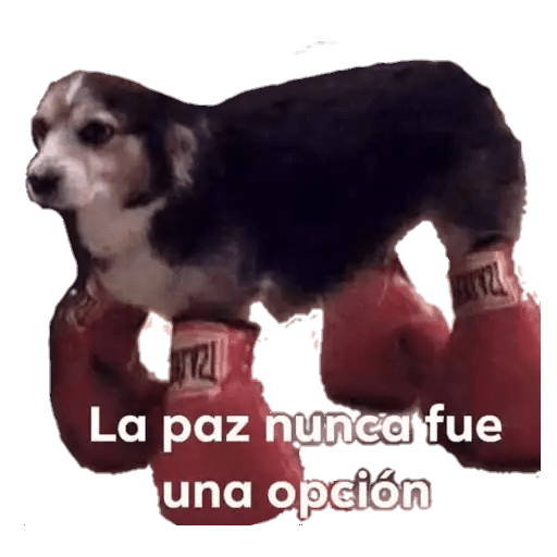 Perritos 29