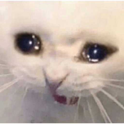 Kucing sad 11