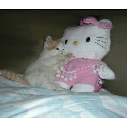 Random cat 1 1