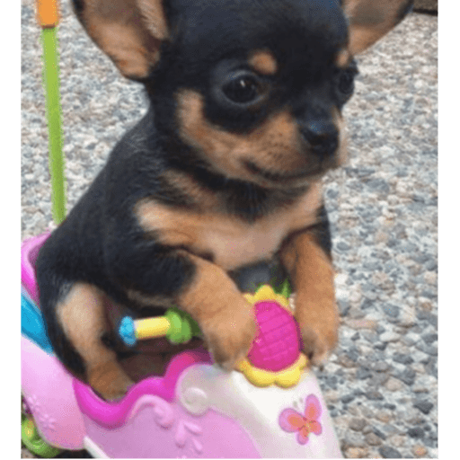 Memes pets 19