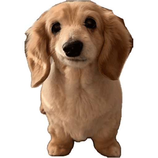 Perritos 4 10