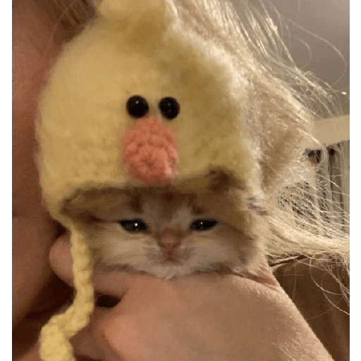 Random cat 1 30