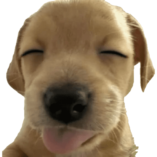 Perritos 4 13