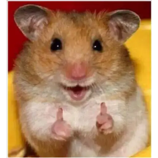 Animales 27