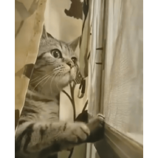 Animais  3