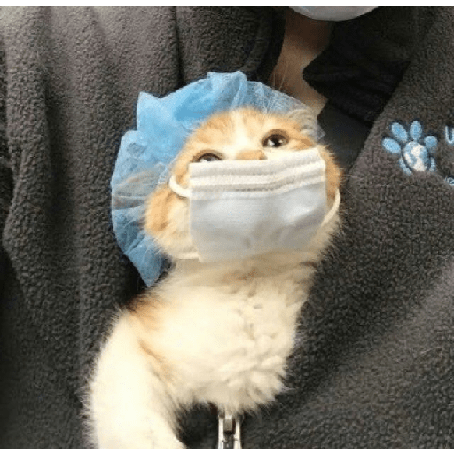 Random cat 1 28