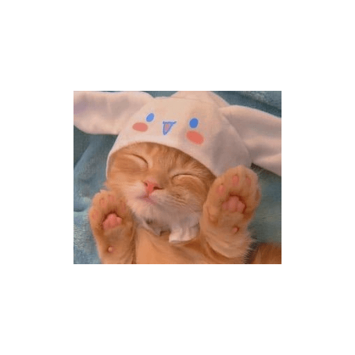 Random cat 1 20