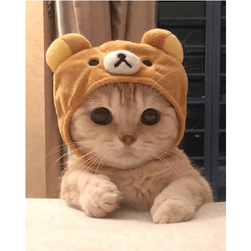Random cat 1 19