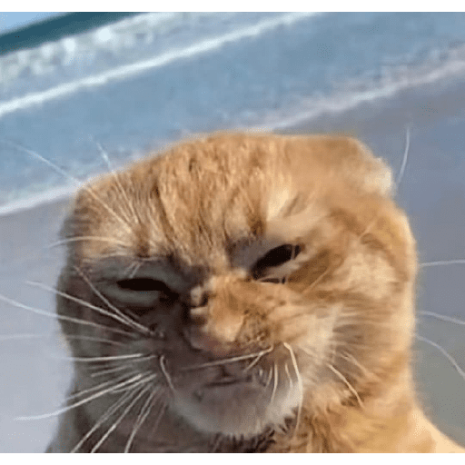 GATOS RANDOM - PARTE 17 3