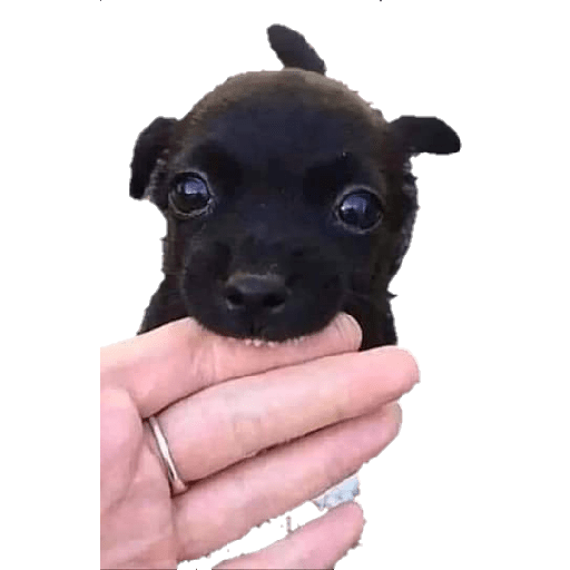 Perritos 18