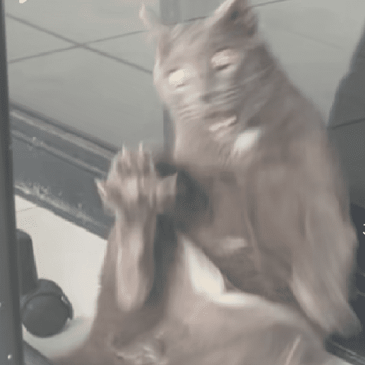 GATOS RANDOM - PARTE 17 5