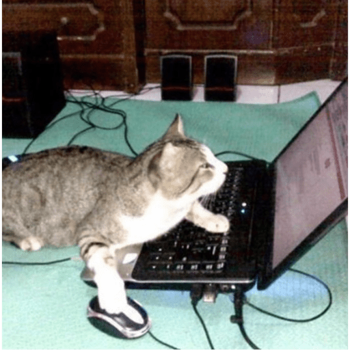 Gatitos y algunos perros 29