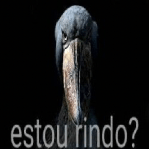 Novidades da semana 5