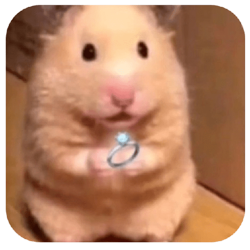 Hammy 10