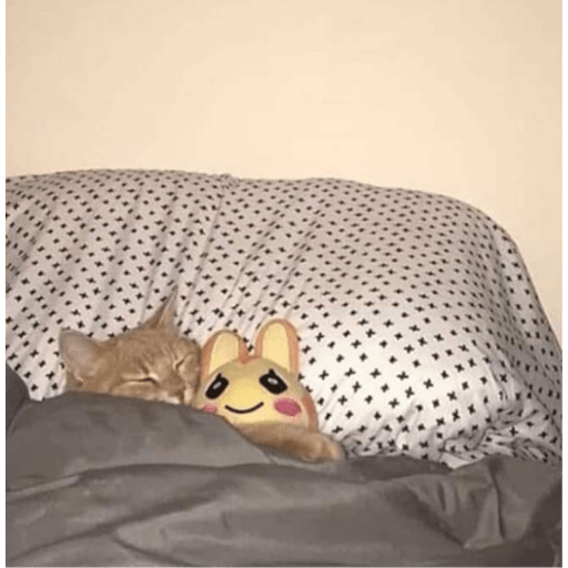 Gatitos y algunos perros 23
