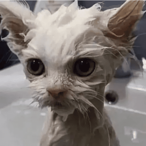 GATOS RANDOM - PARTE 17 9