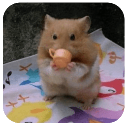 Hammy 14