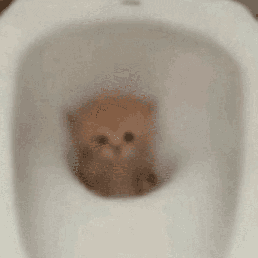 MEOW | gatos 3