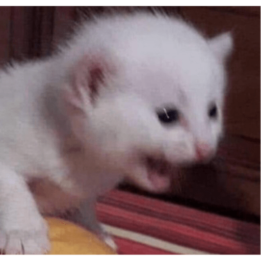 Memes pets 7