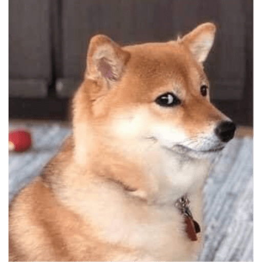 Gatitos y algunos perros 25