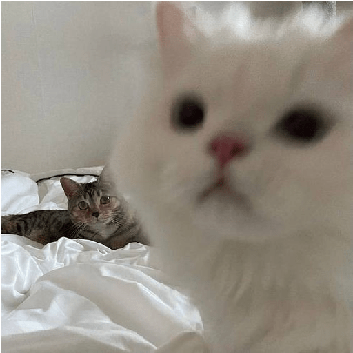 Random cat 1 15