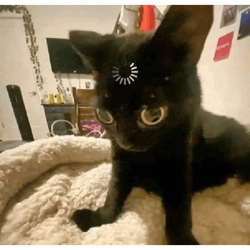 GATOS RANDOM - PARTE 17 1
