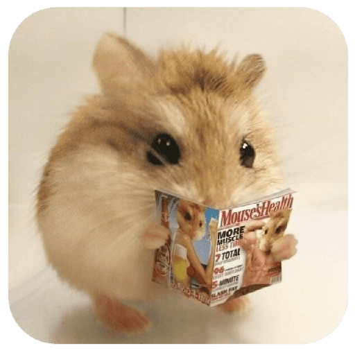Hammy 13