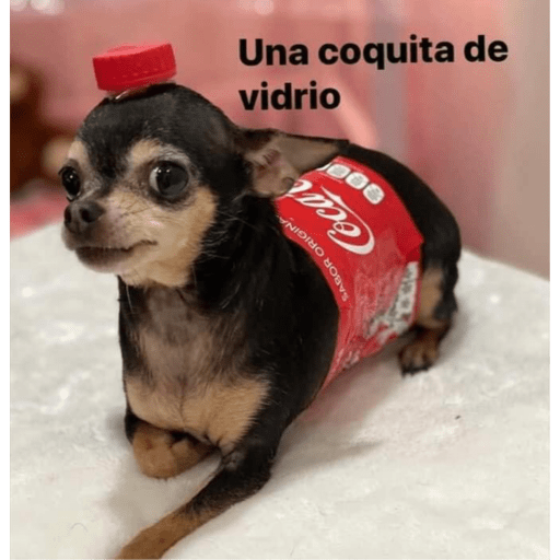 Gatitos y algunos perros 22