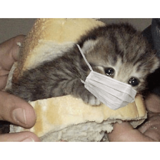 Kucing sad 6