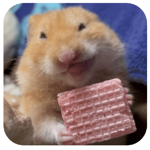 Hammy 3