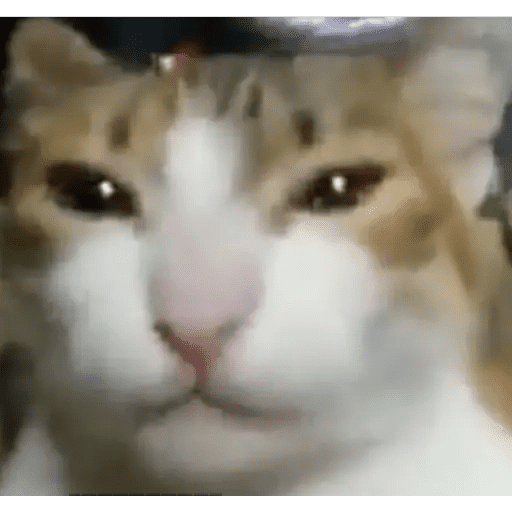 GATOS RANDOM - PARTE 17 7