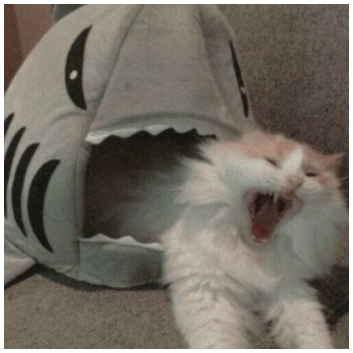 Random cat 1 23